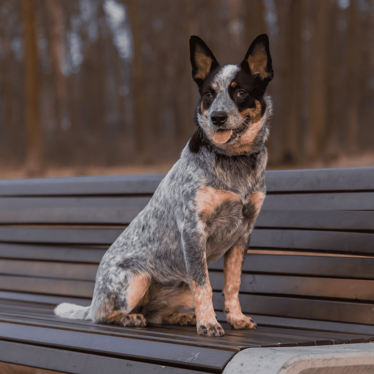Australian Cattle Dogs have a lot of aliases