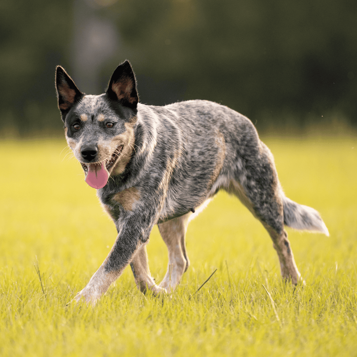 Australian Cattle photo 2