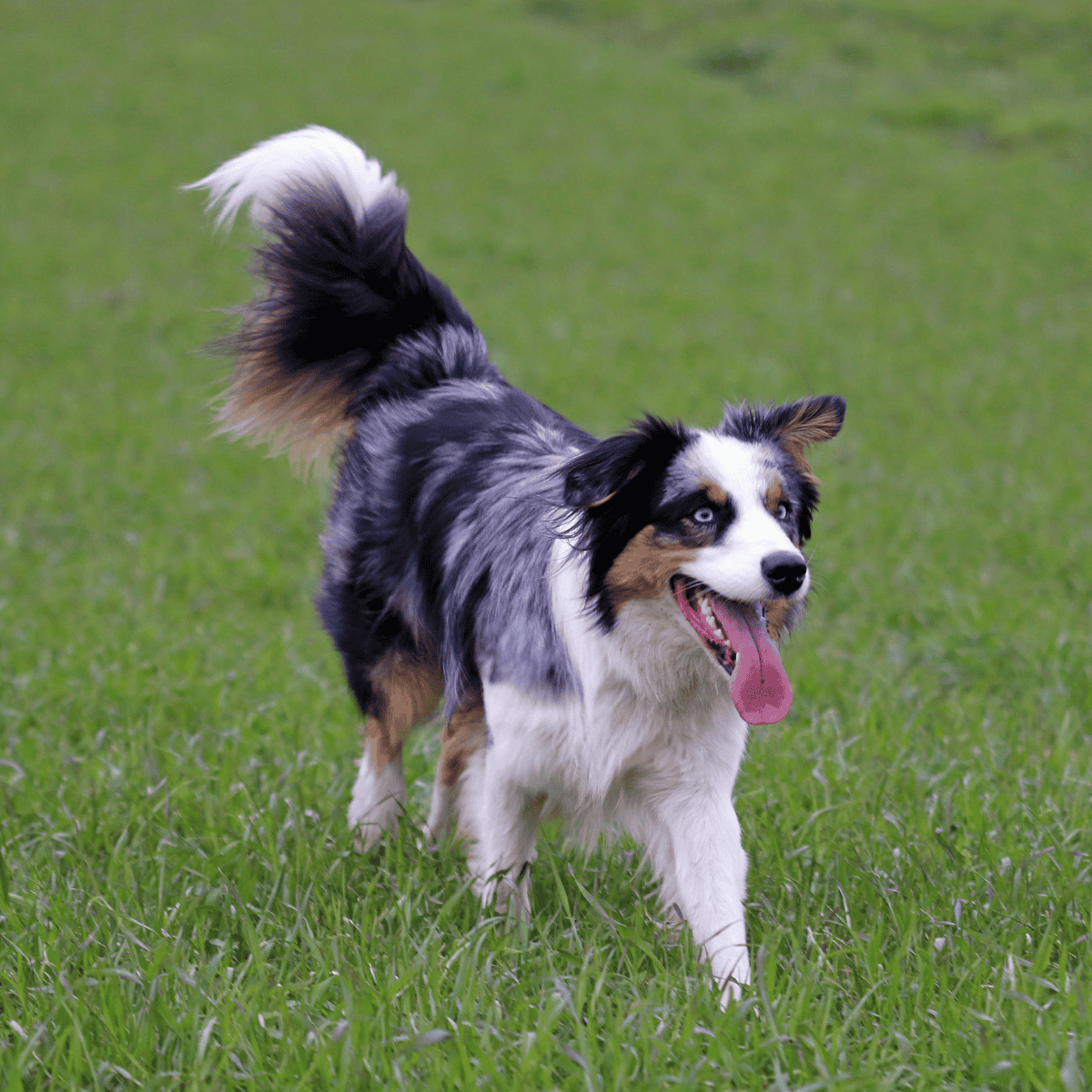 Australian Shepherd overview