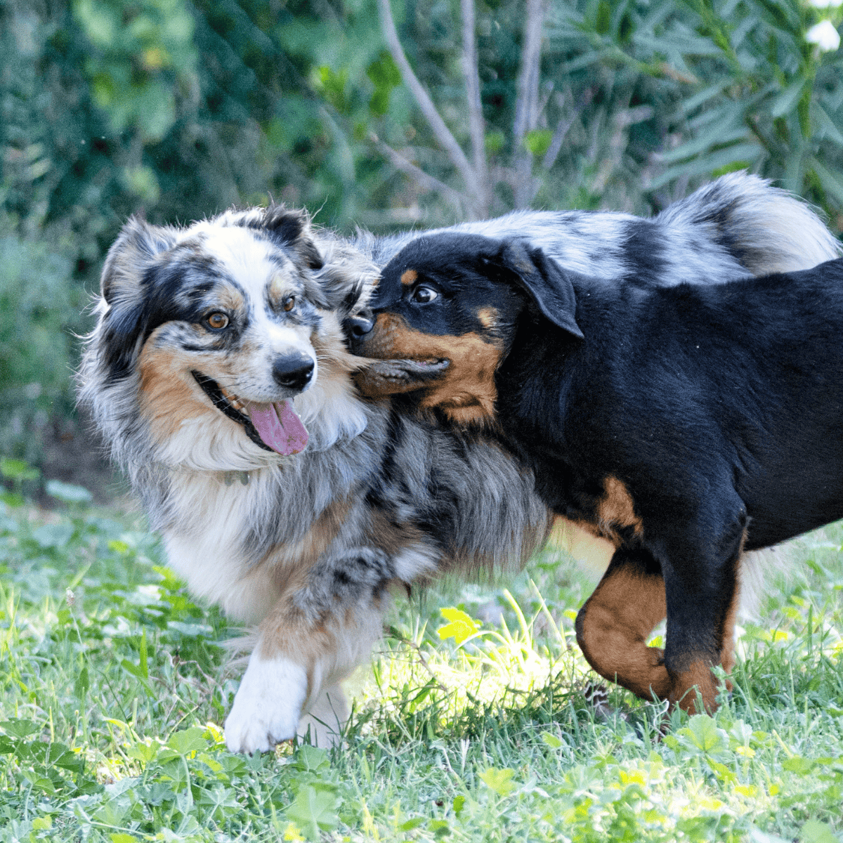 Adorable Australian Shepherd and Rottweiler puppies enjoying playtime in nature.