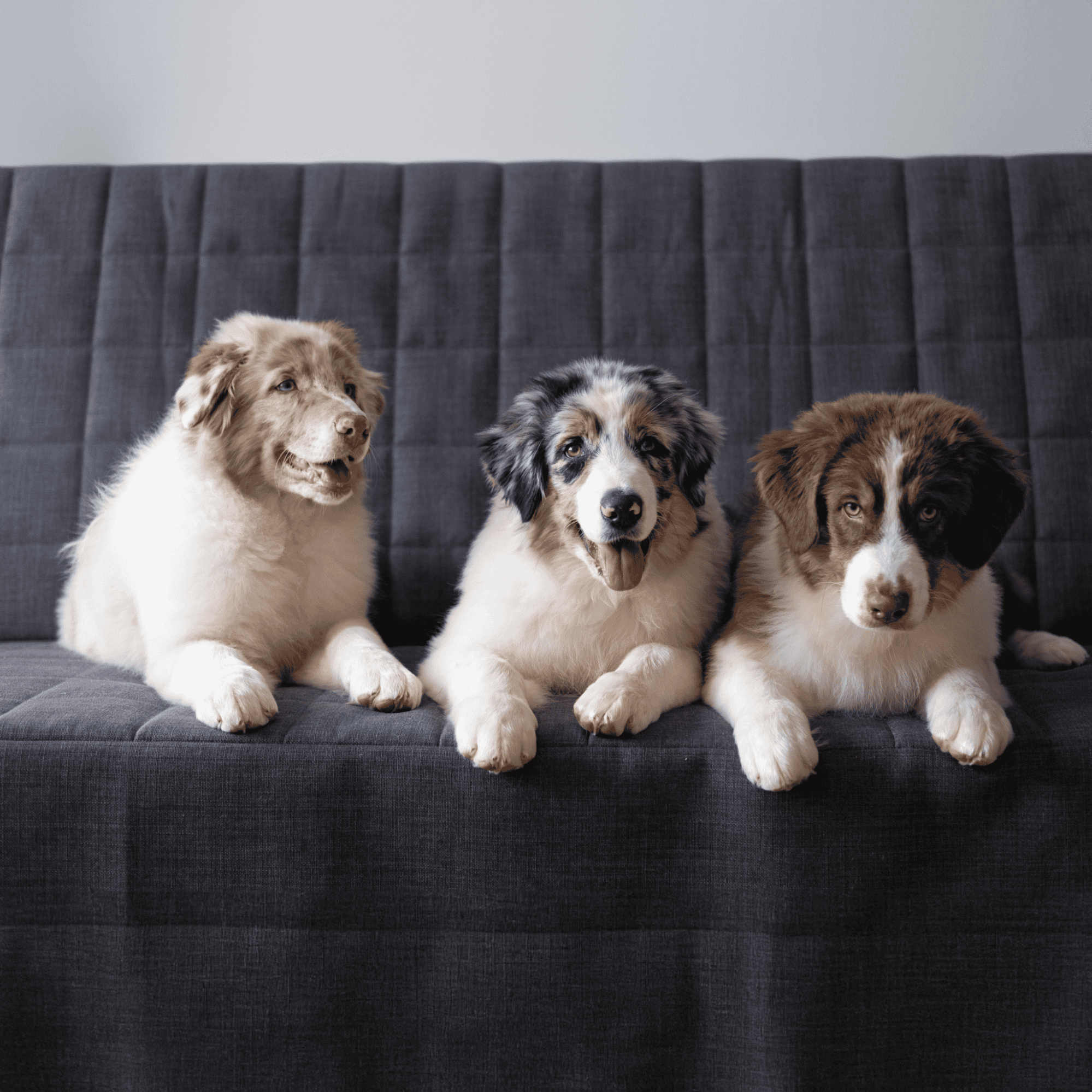 Sad puppy sitting on a grey couch, looking at the camera, with a white, black, and brown coat.