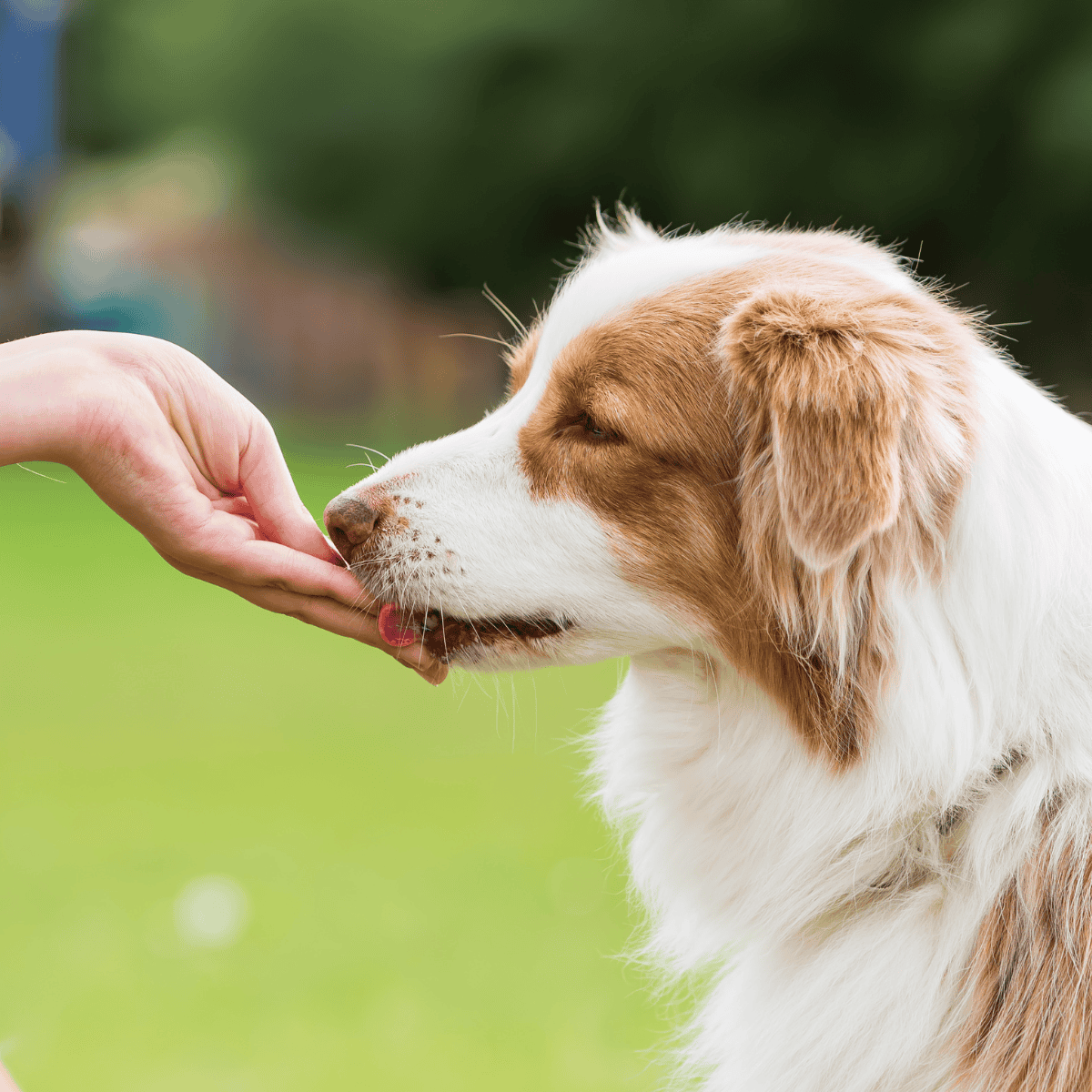 Australian Shepherd Food & Diet Requirements