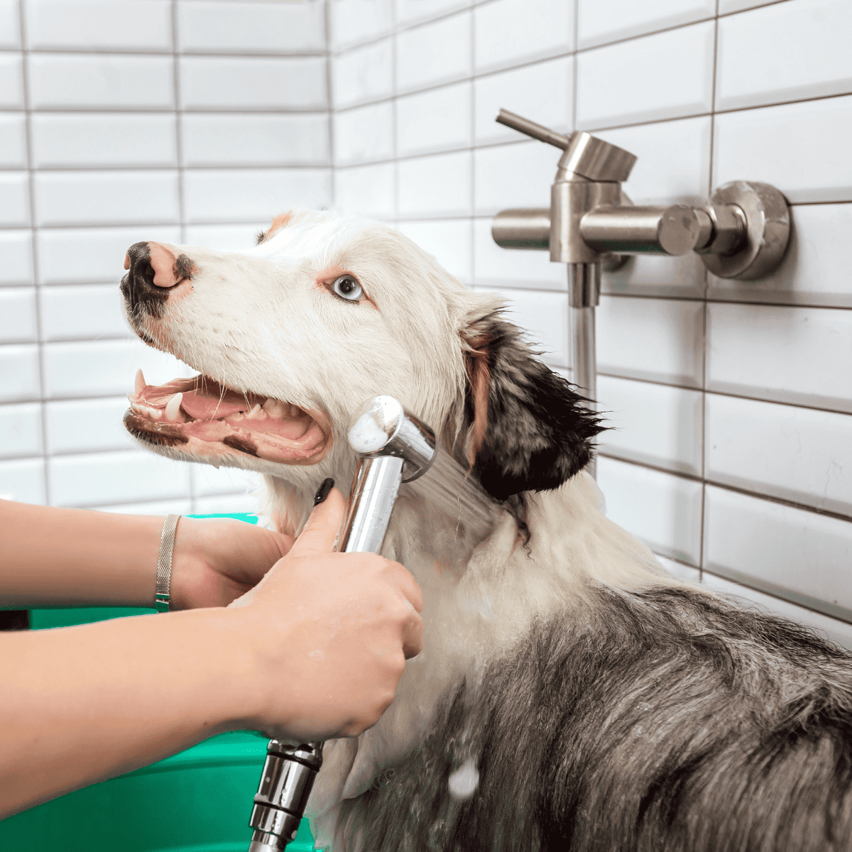 Australian Shepherd Grooming