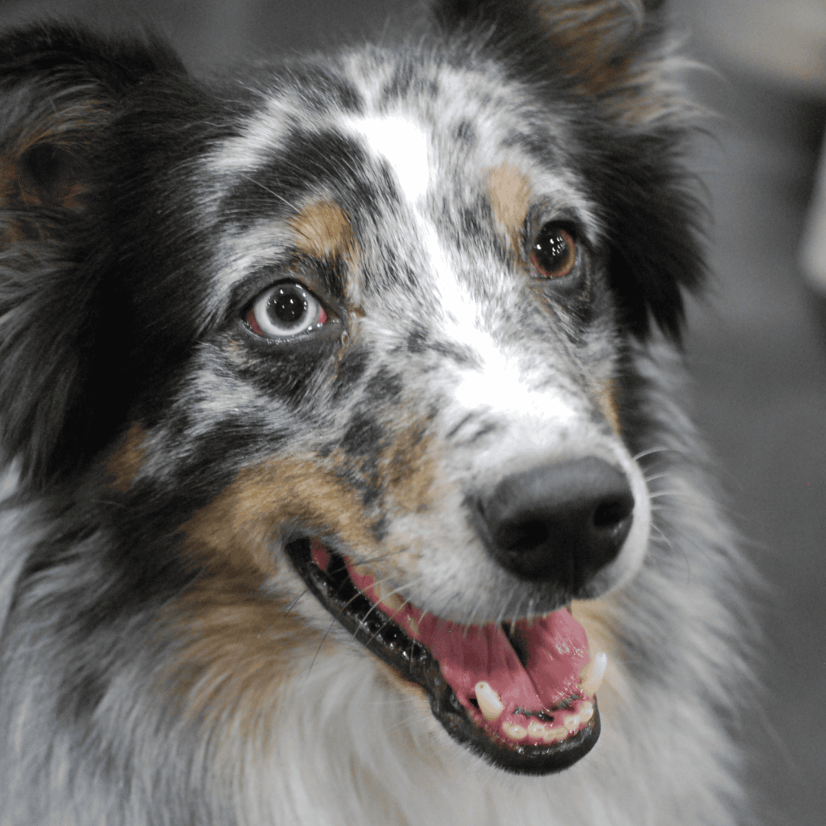 Adorable Australian shepherd with striking blue and brown eyes, showcasing the beauty of dog rescue and pet adoption.