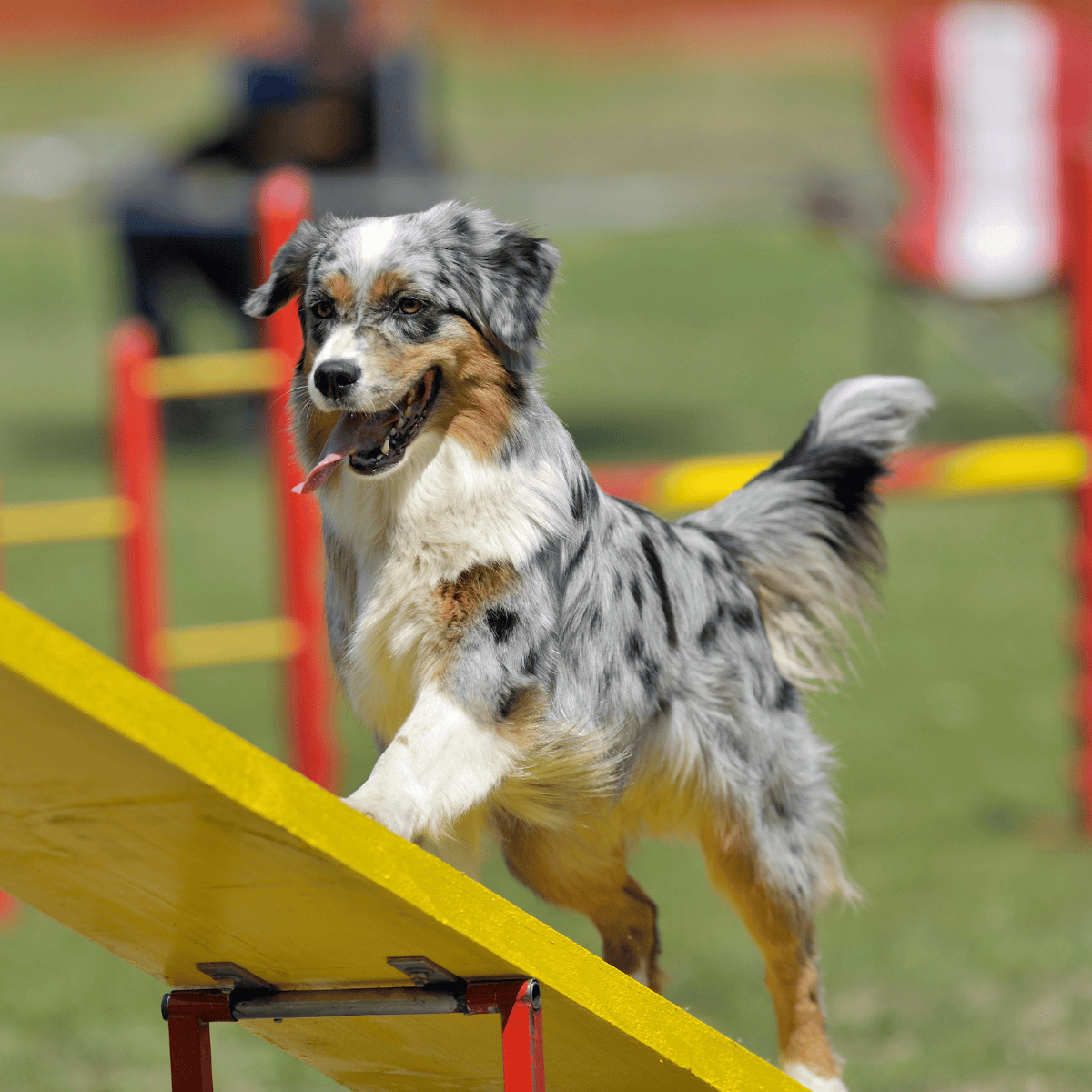 Australian Shepherd Training