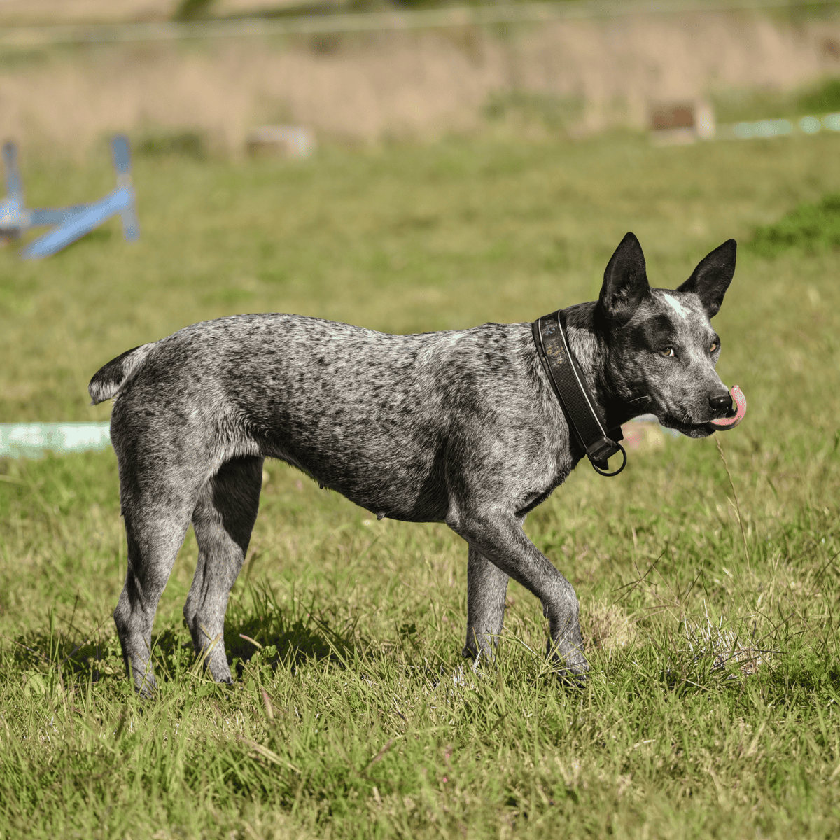 Australian Stumpy Tail Cattle Dog overview