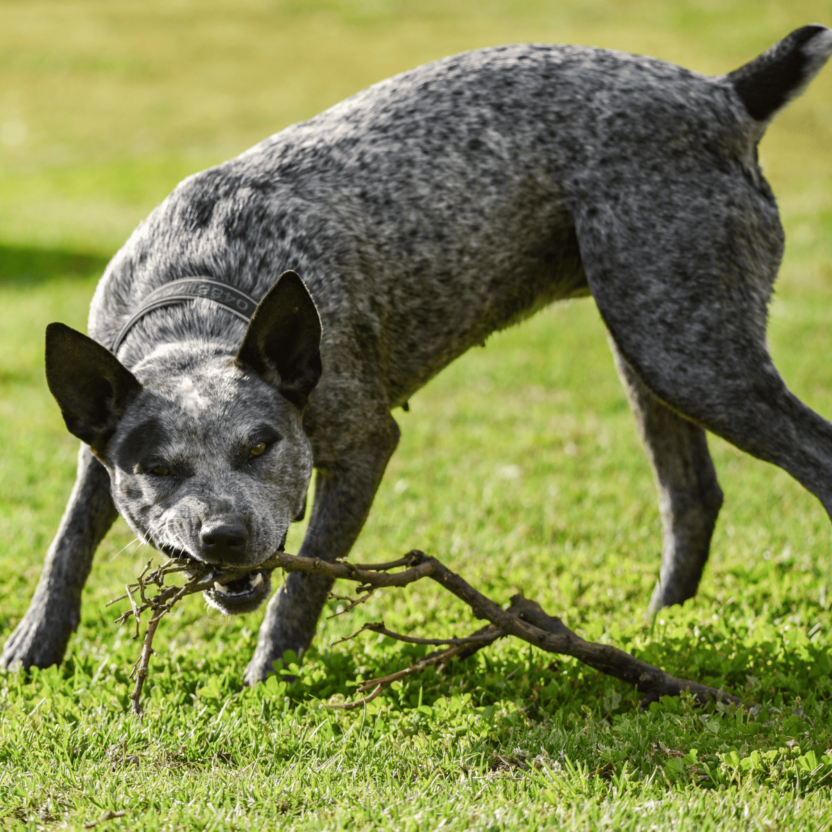 Australian Stumpy Tail Cattle Dog characteristics