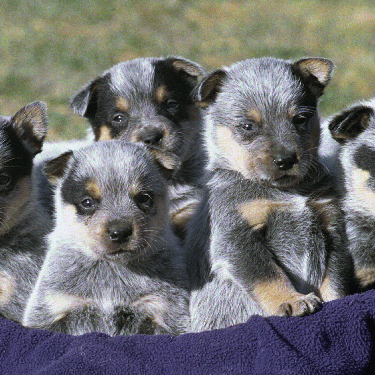 Adorable group of German Shepherd puppies sitting together outdoors, showcasing cuteness and playful energy.