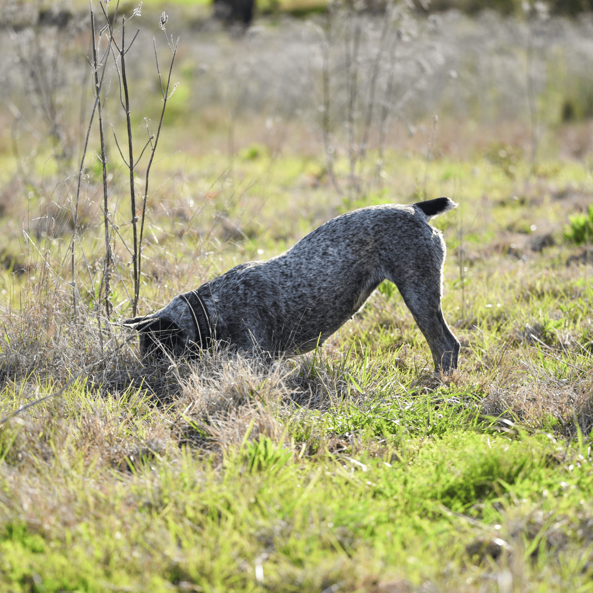 Dog sniffing ground outdoors with greenery.