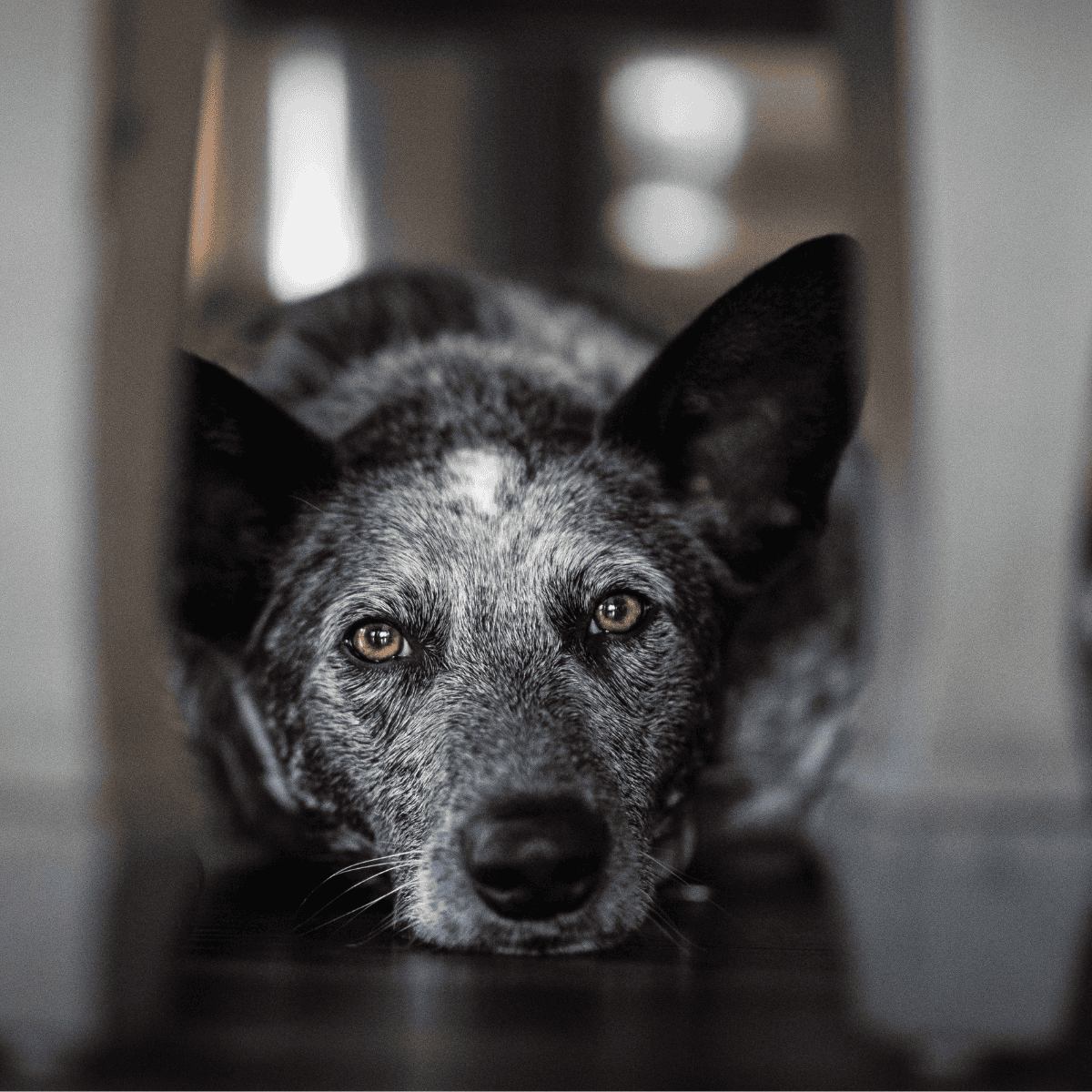 Australian Stumpy Tail Cattle Dog photo 1