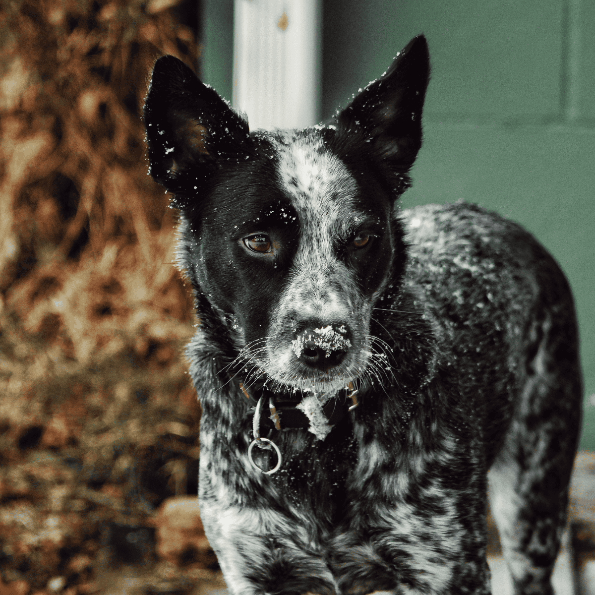 Australian Stumpy Tail Cattle Dog photo 2