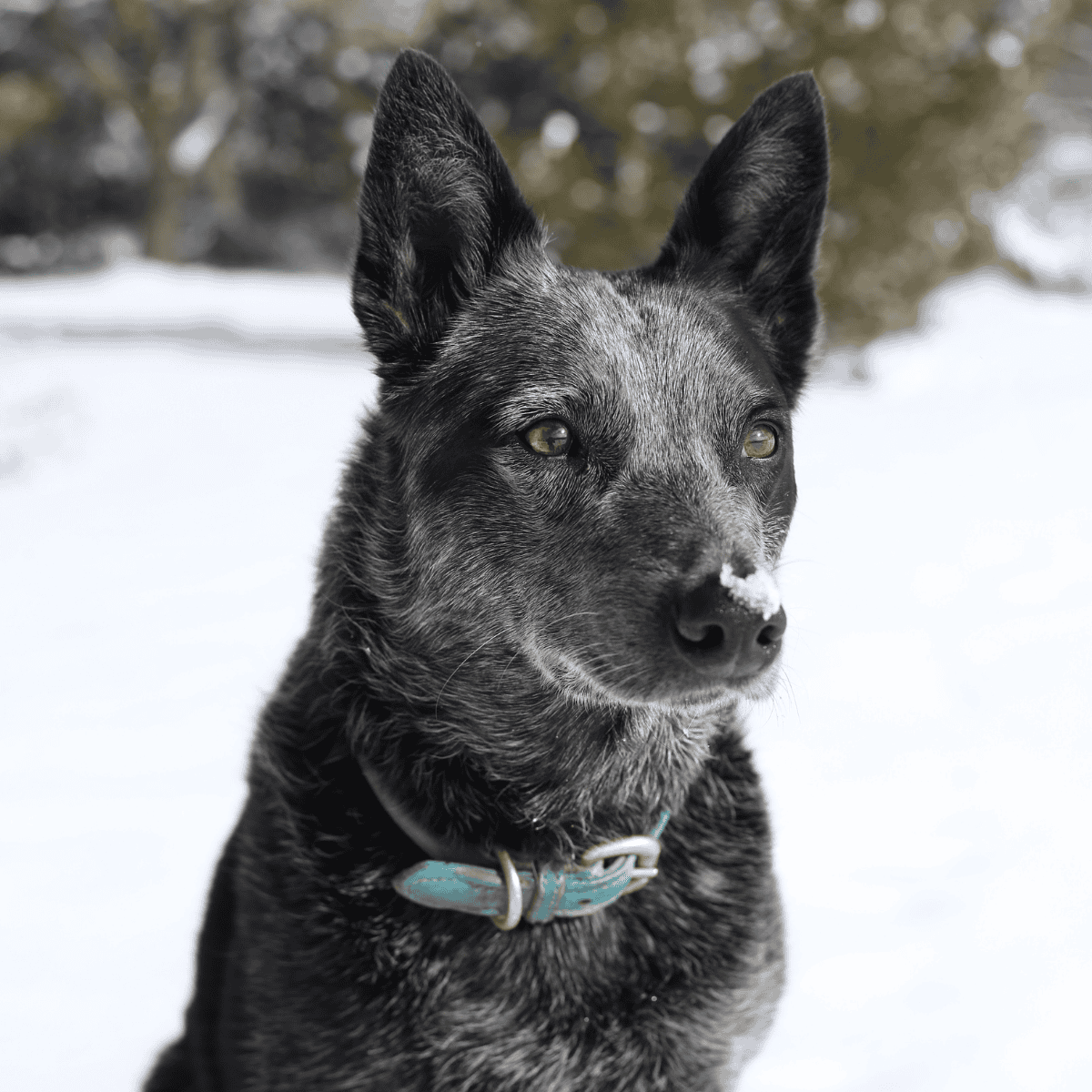 Australian Stumpy Tail Cattle Dog photo 3