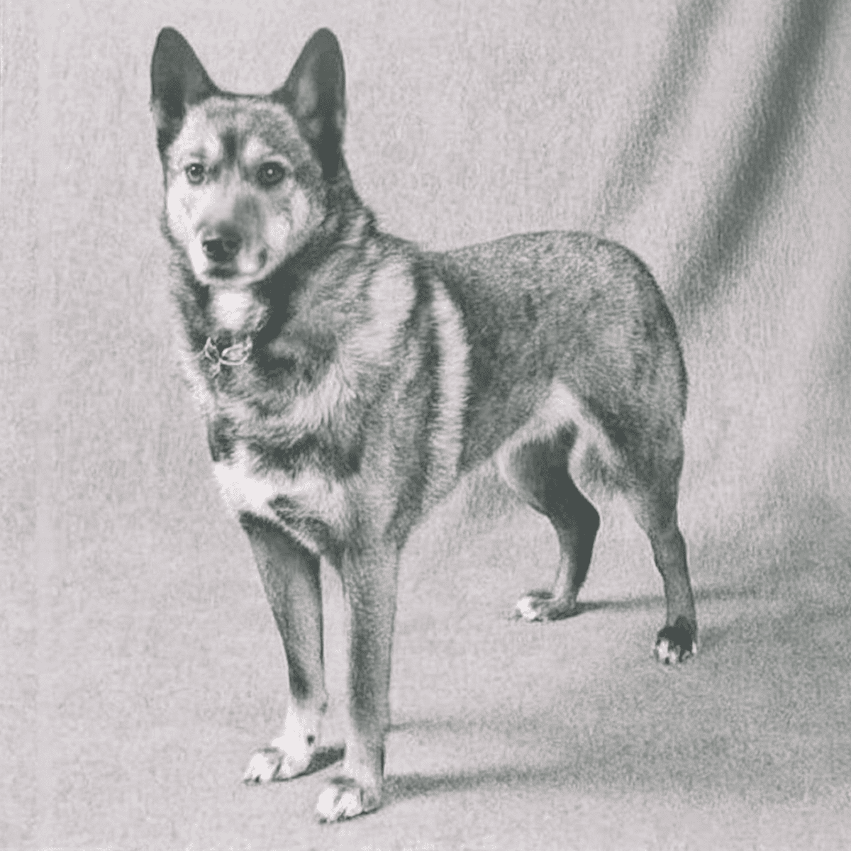 Australian Stumpy Tail Cattle They Almost Went Extinct