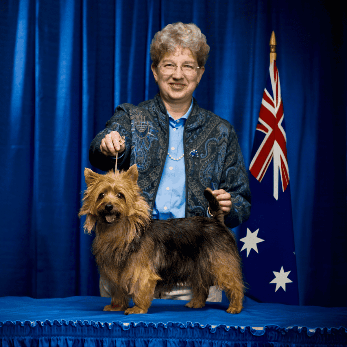 Australian Terrier Australia’s First Native Breed
