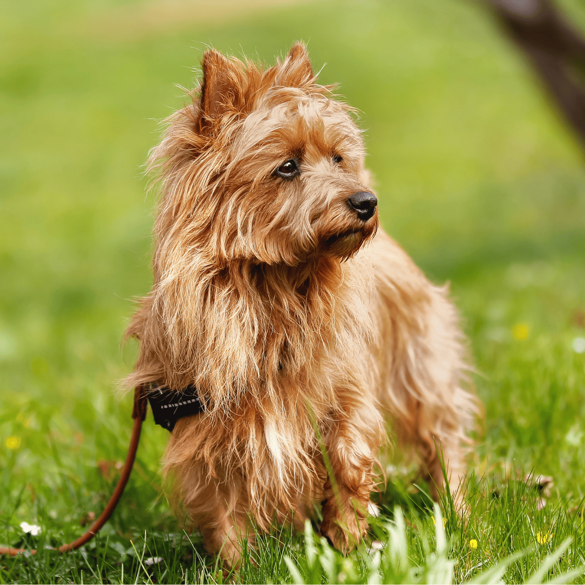 Australian Terrier overview
