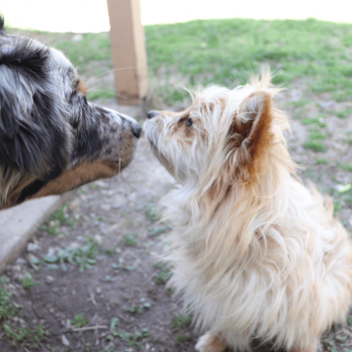 Cute, small dog and larger dog sniffing noses in a grassy yard.