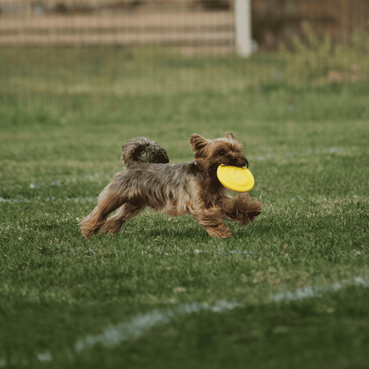 Adorable small dog happily playing with a frisbee on the grass.