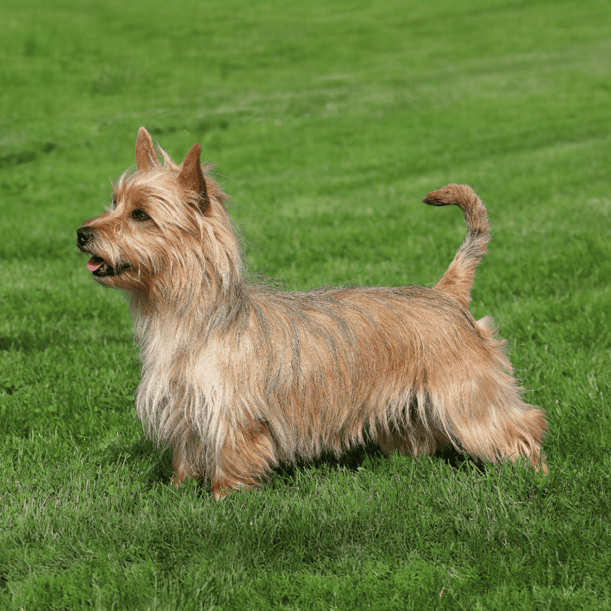 Australian Terrier photo 2