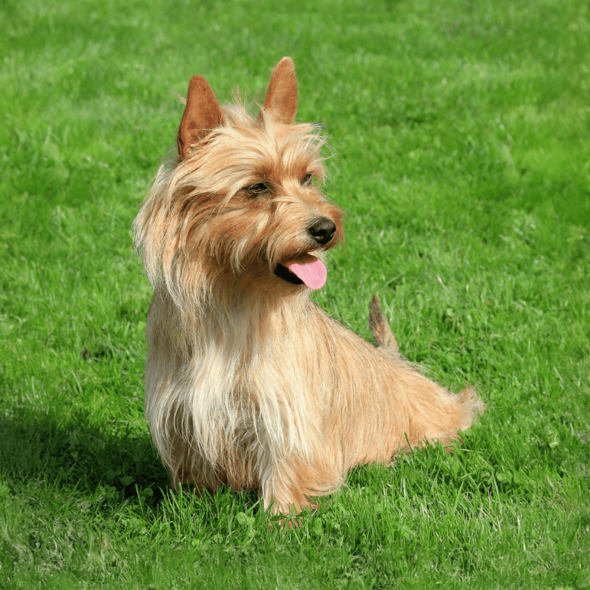 Australian Terrier photo 3