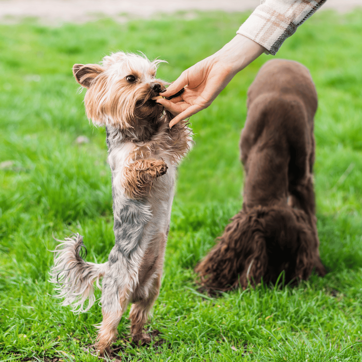 Friendly dog being trained with hand signals outdoors.