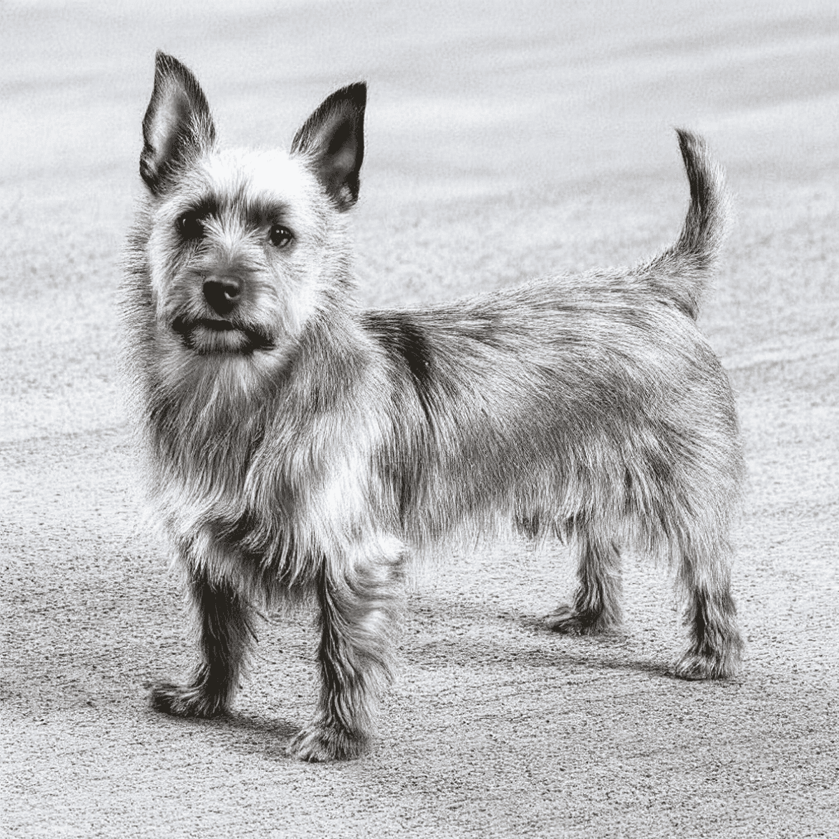Australian Terriers Have Mixed Heritage