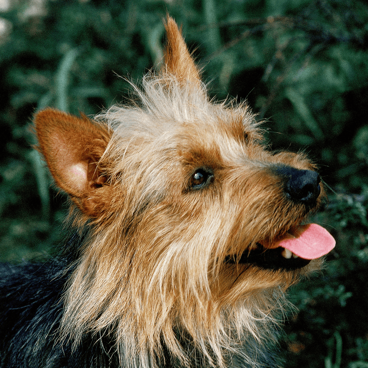 Australian Terriers Have a Unique Top Knot