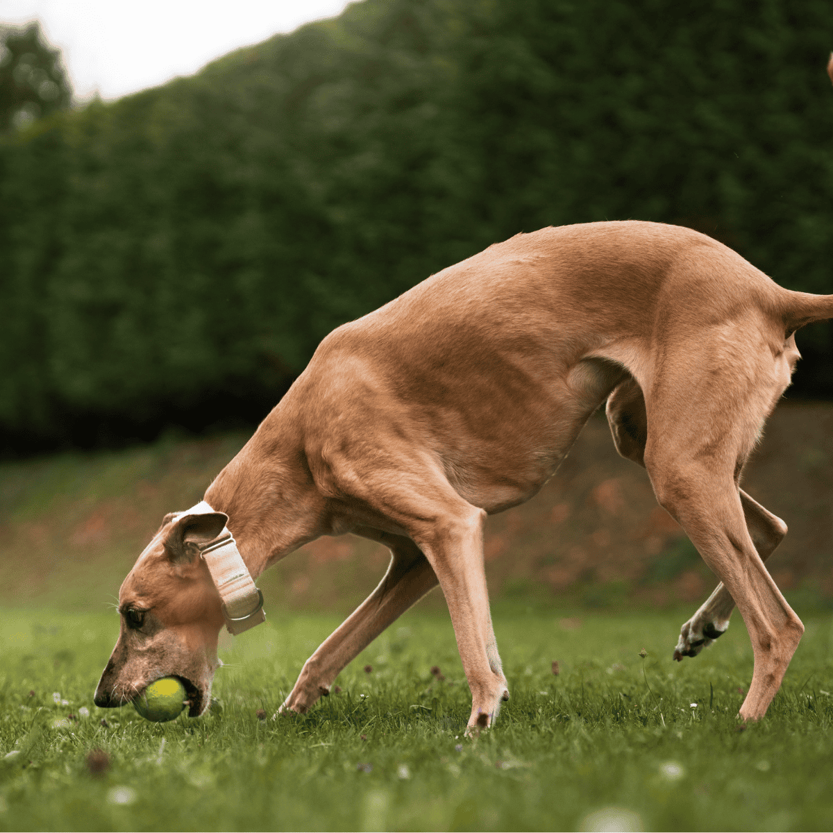 Azawakh characteristics