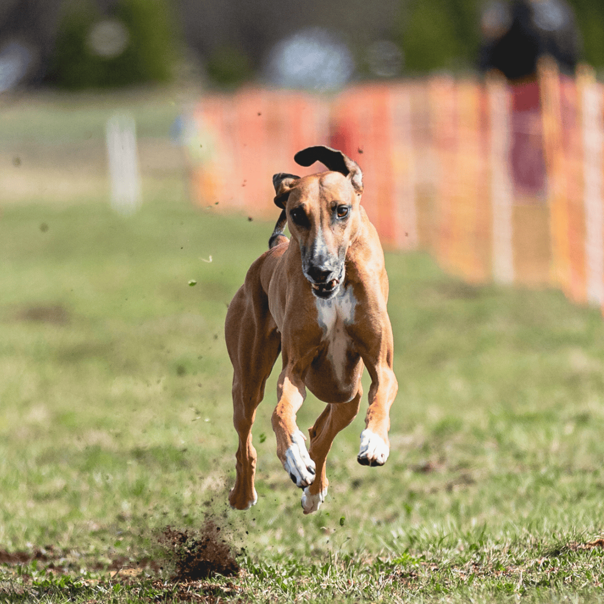 An energetic dog running and jumping on the grass at a dog park.