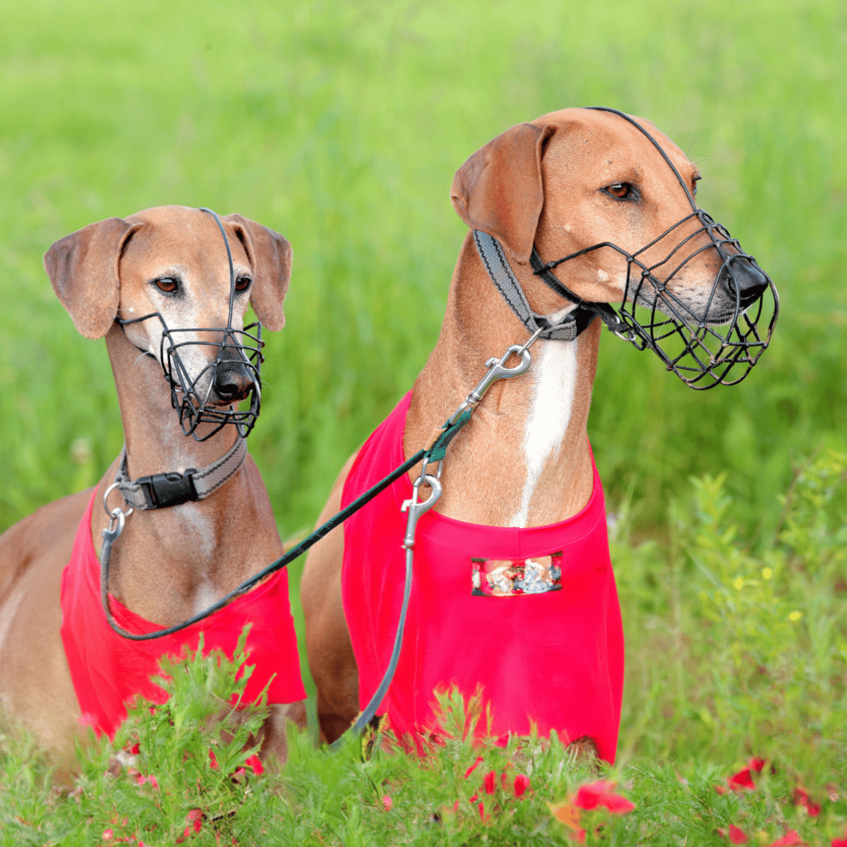 Azawakh Male Vs. Female