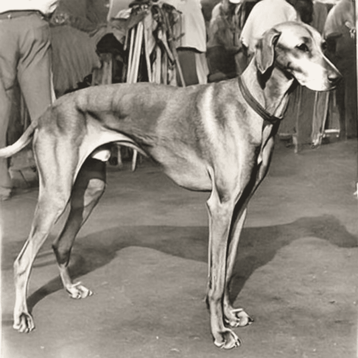 Azawakh is a Rare and Ancient Breed