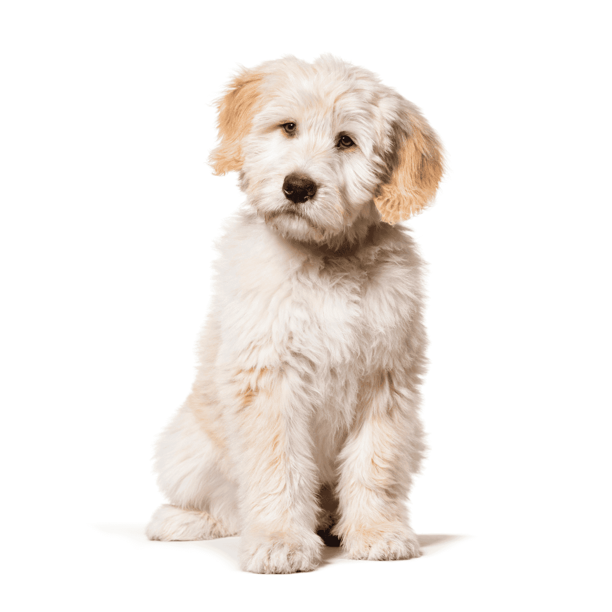 Barbado da Terceira overview