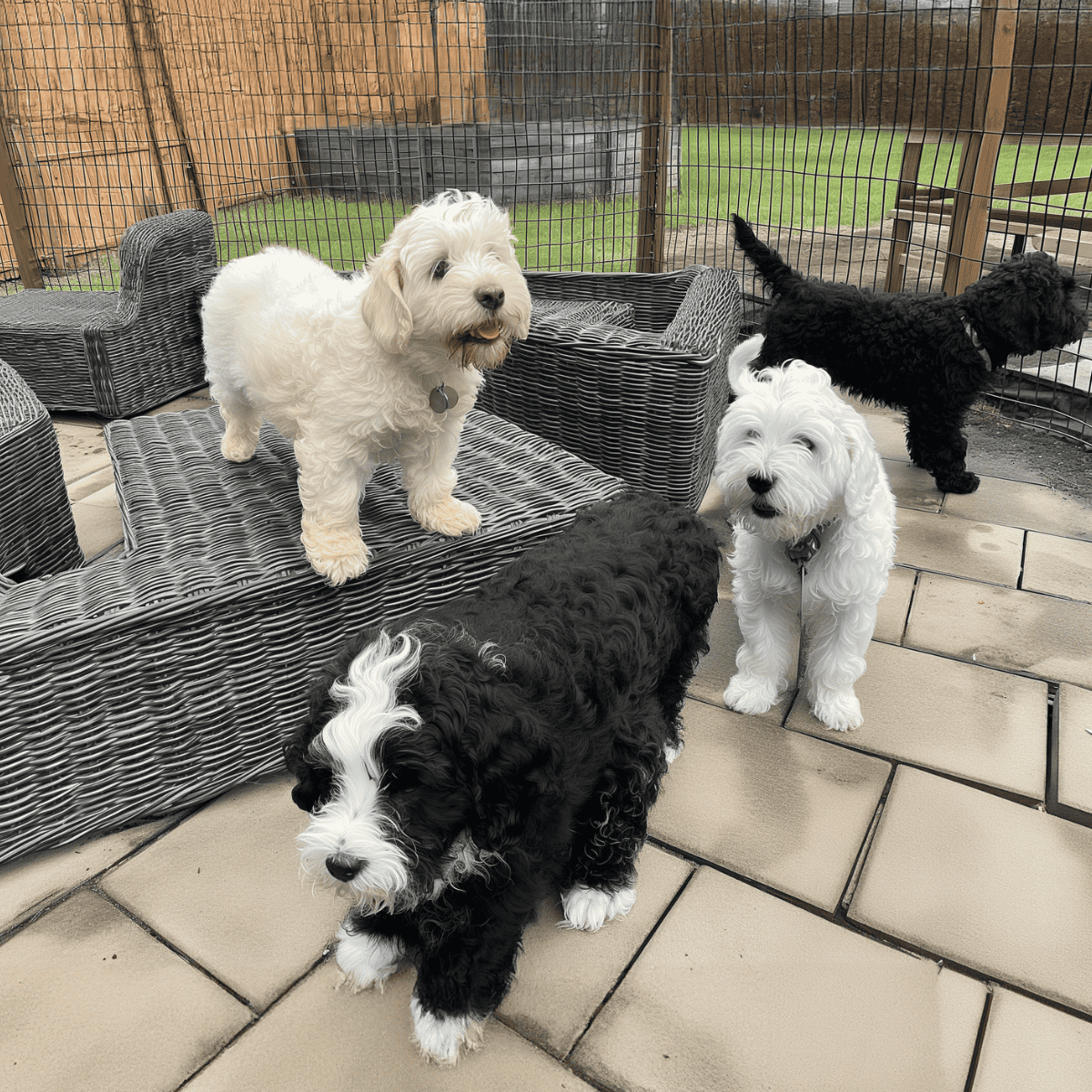 Barbado da Terceira Puppies