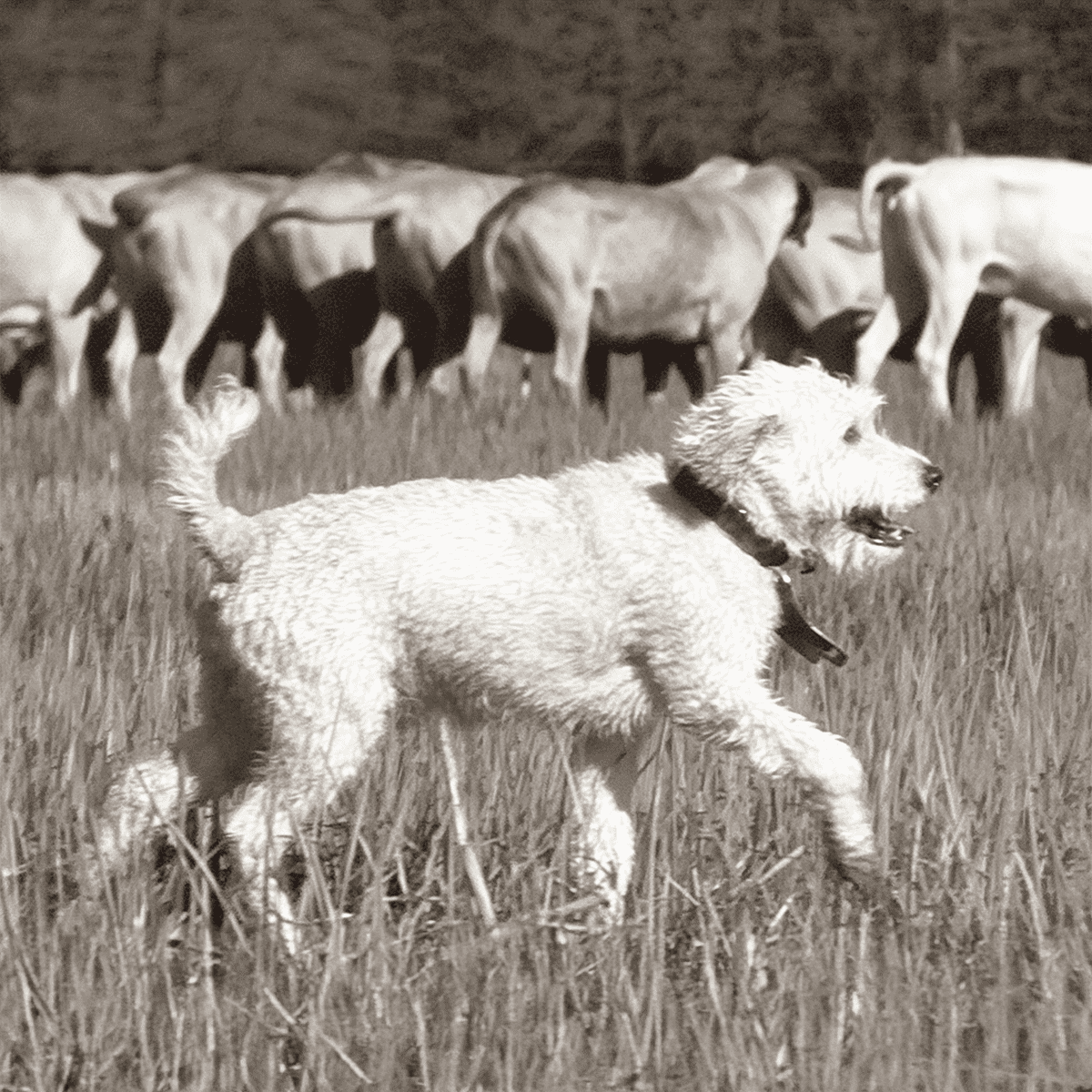 Playful dog running outdoors among cattle in nature.