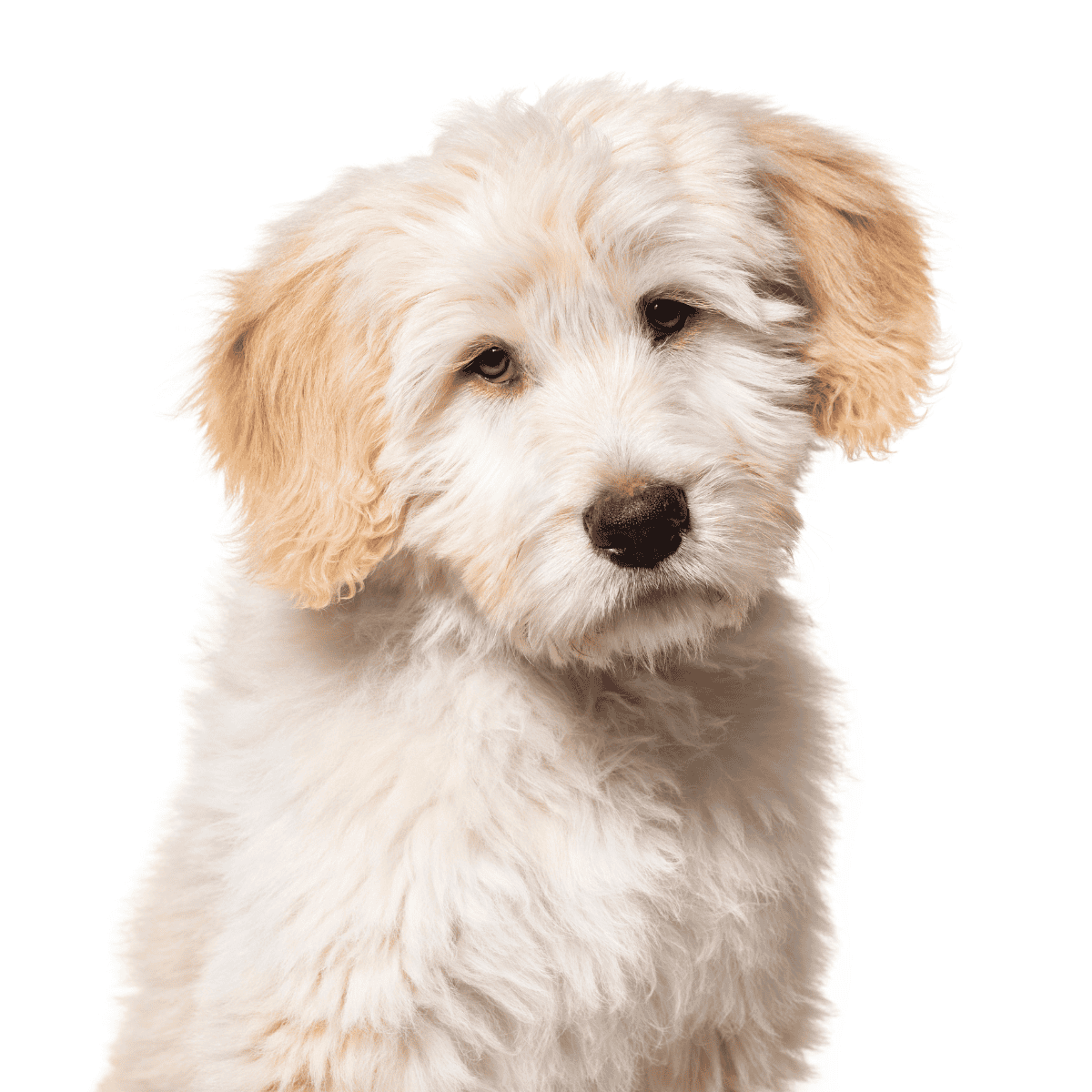 Cute and adorable fluffy Goldendoodle puppy portrait.