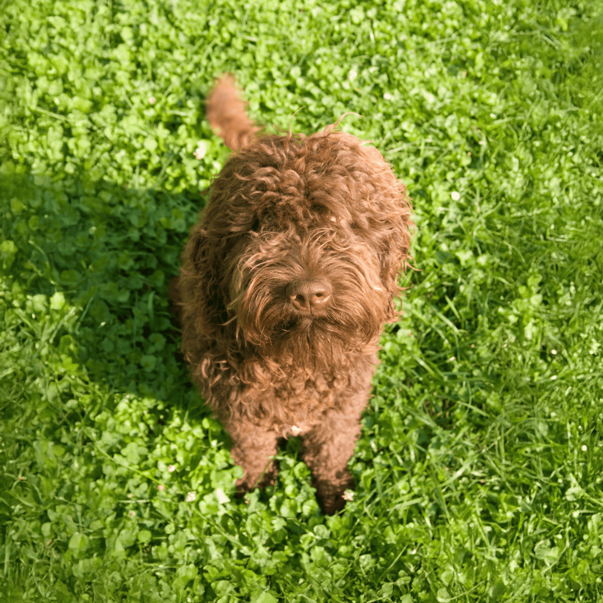 Barbet Final Thoughts