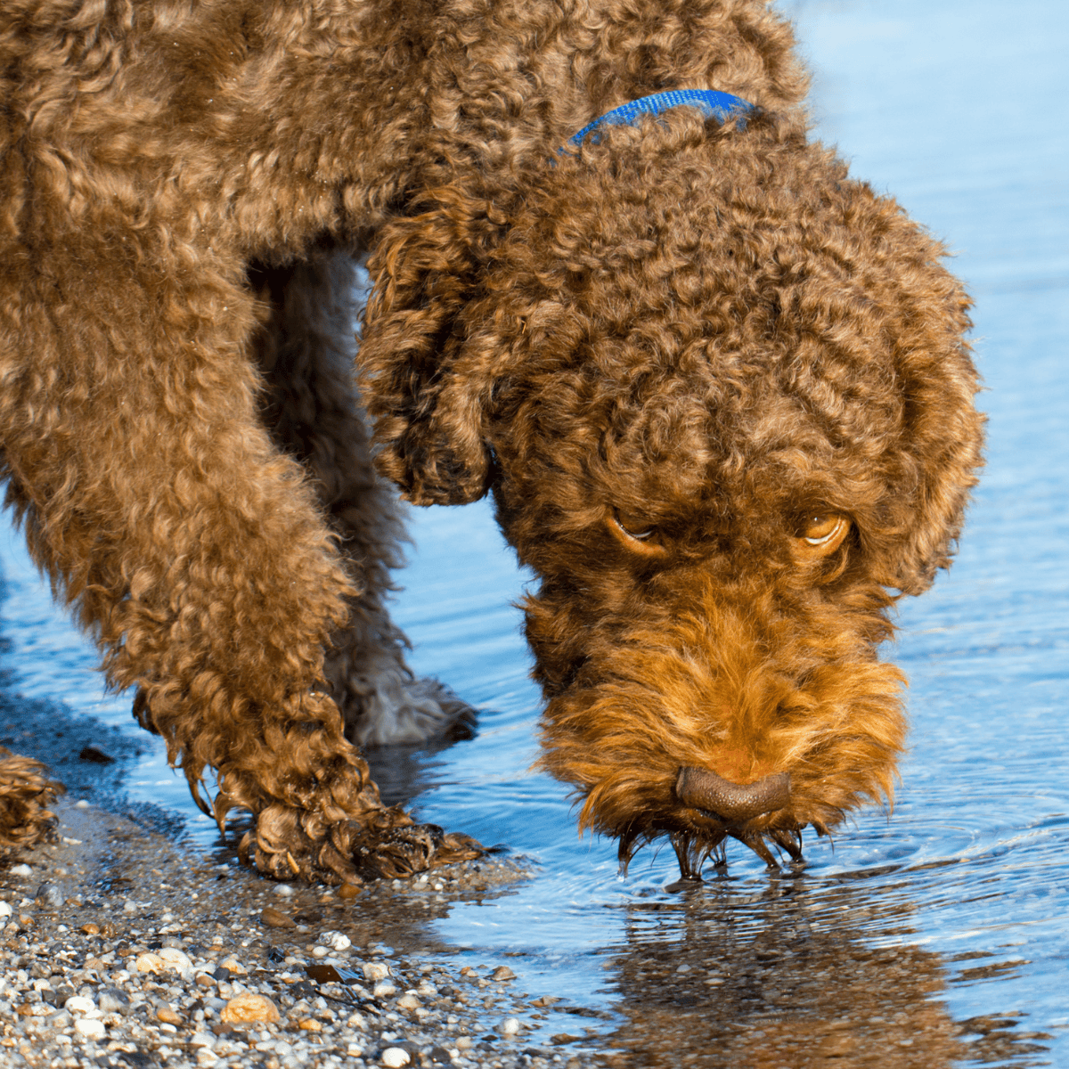 Barbet Food & Diet Requirements