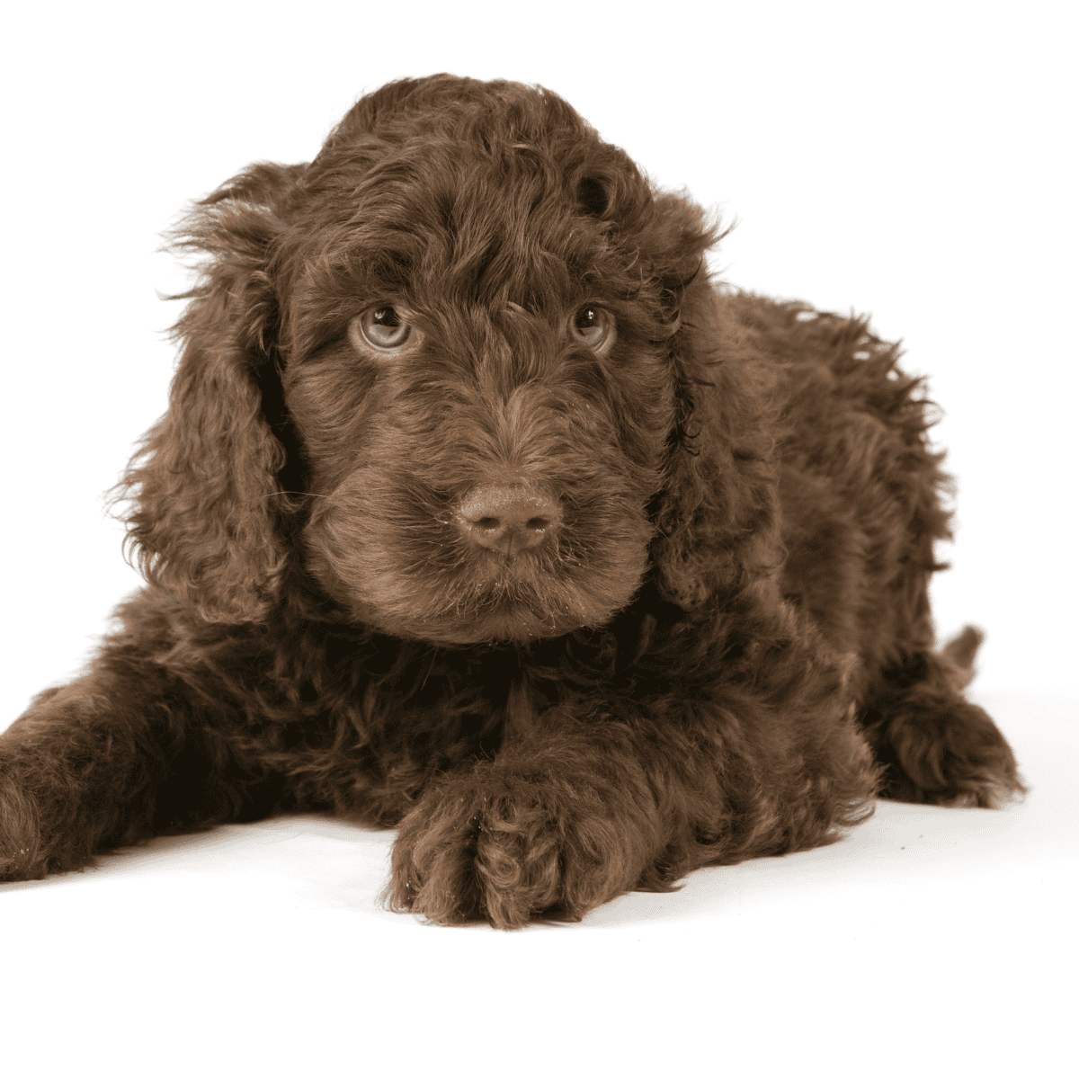 Adorable brown puppy with curly fur, perfect for dog lovers and pet owners.