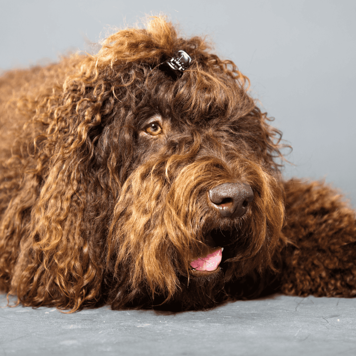 Cute Labradoodle with curly coat, resting dog, professional pet photography.