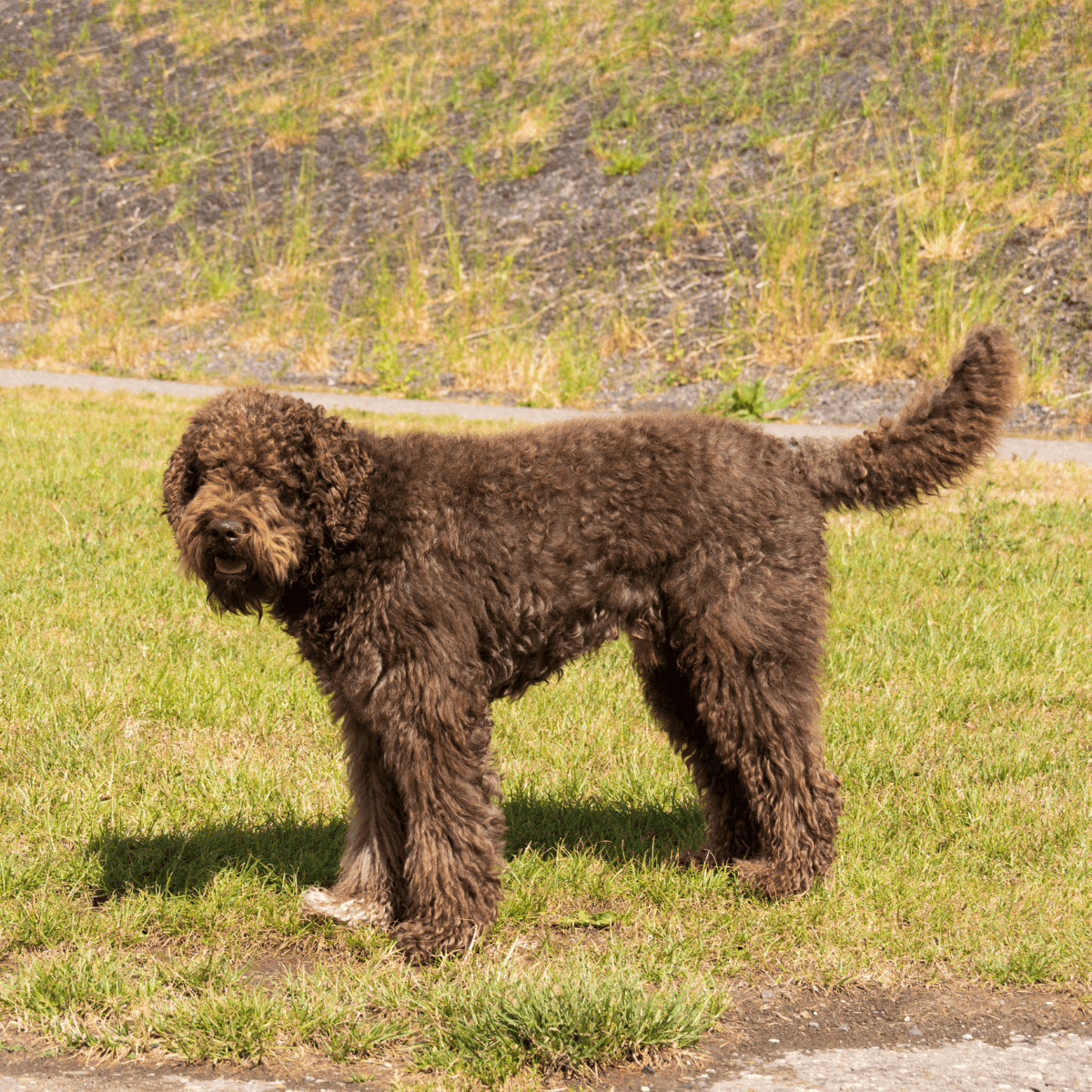 Barbets Are Considered Hypoallergenic