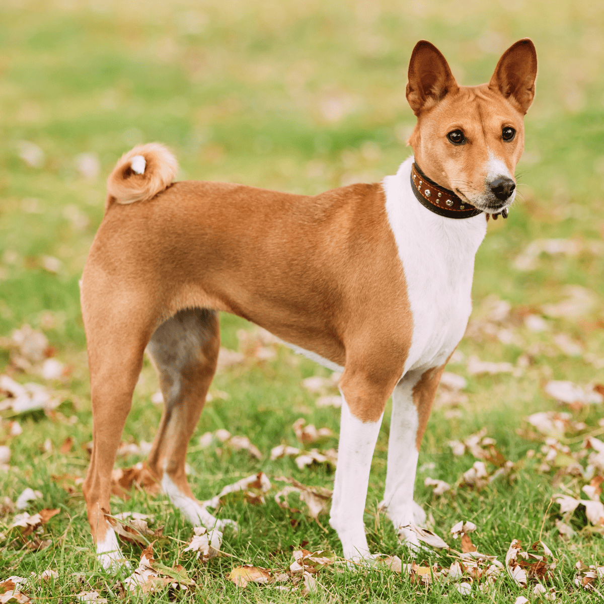 Basenji overview