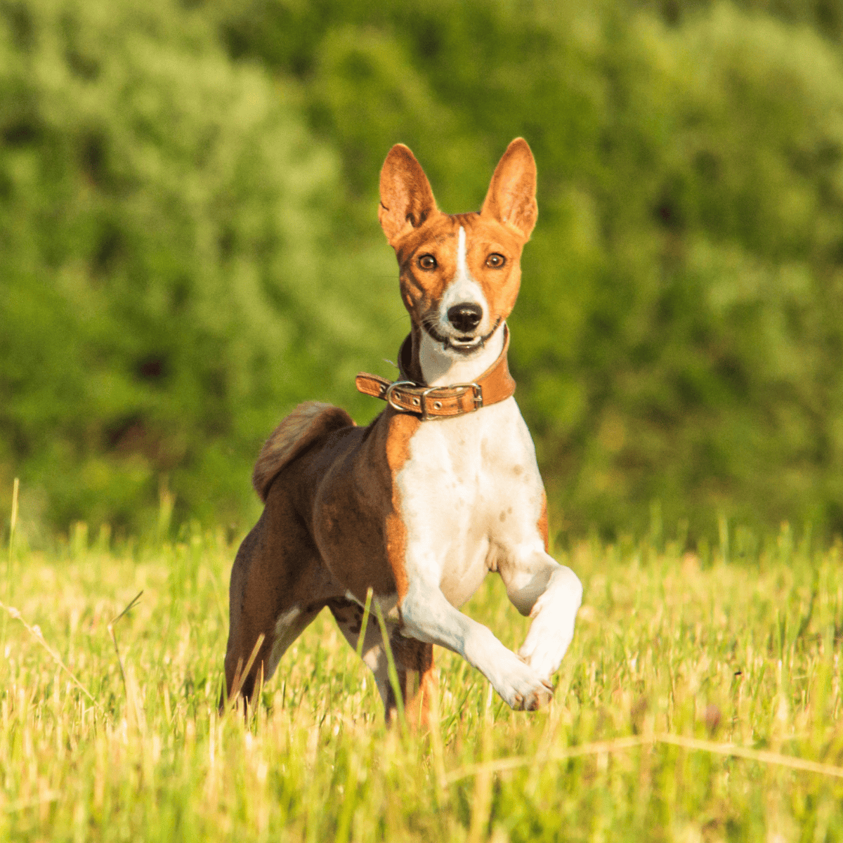 Basenji characteristics