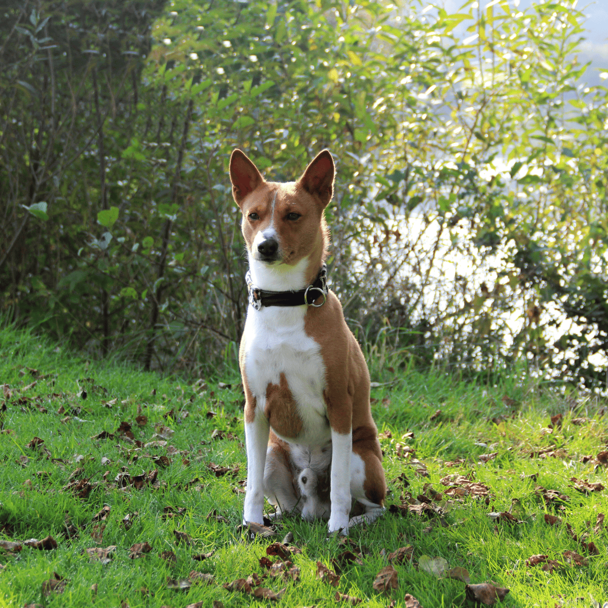 Basenji Final Thoughts