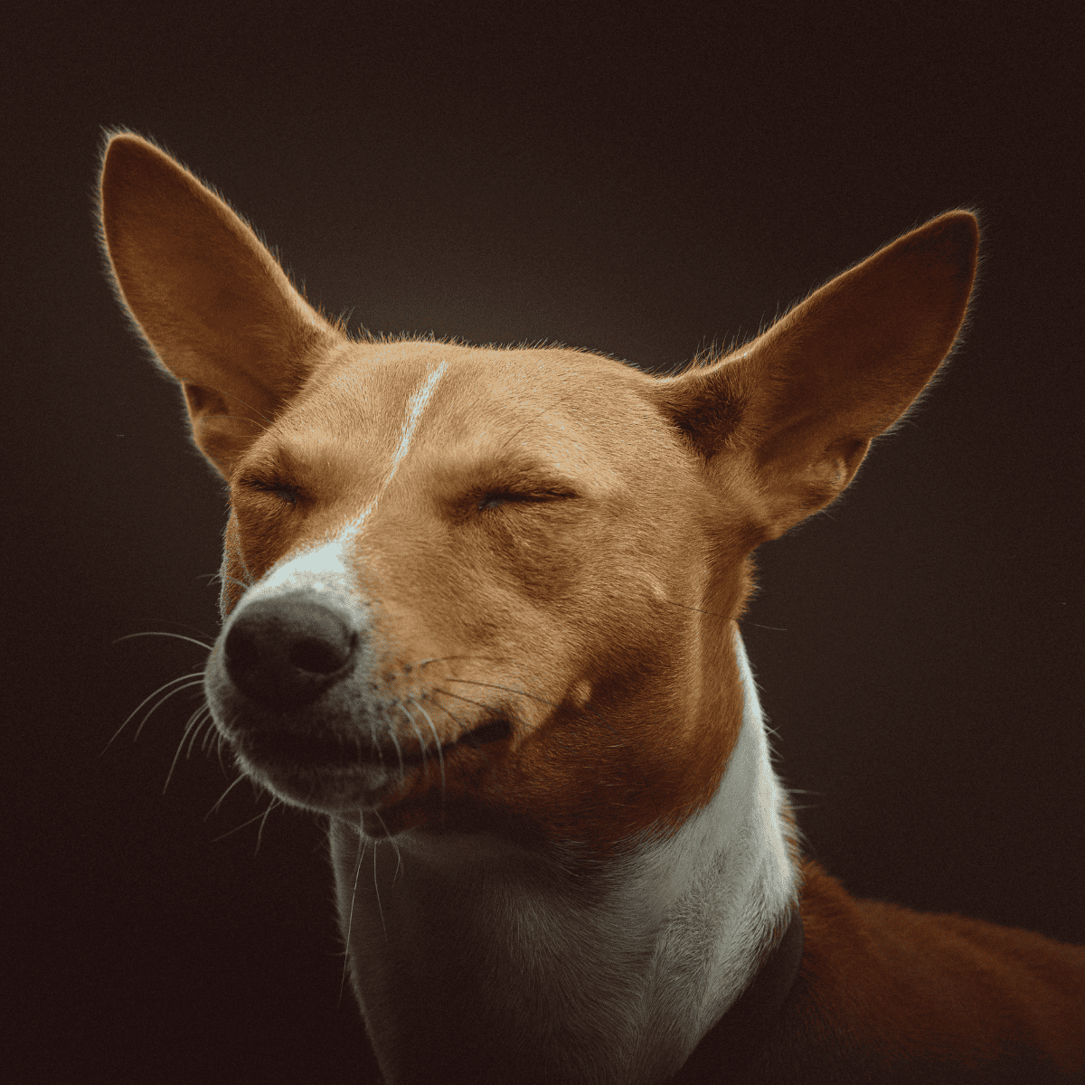 Basenji photo 1