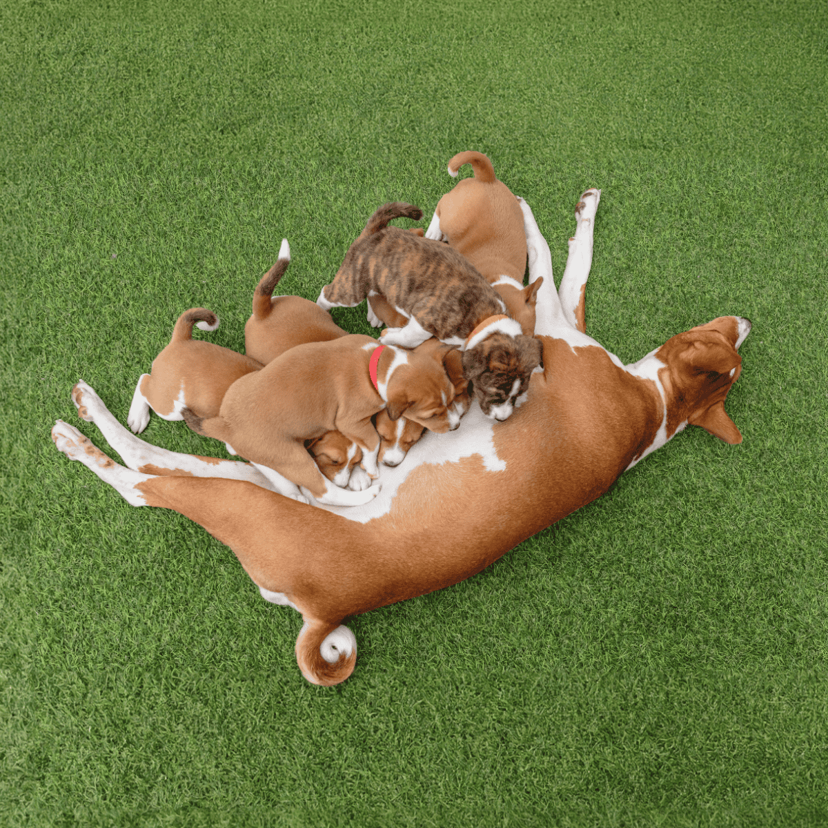 Basenji Puppies