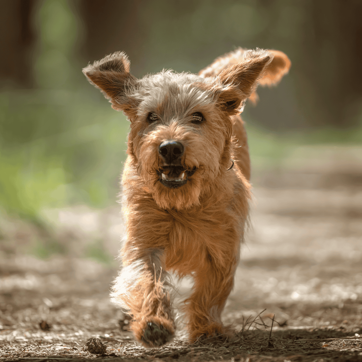 Basset Fauve de Bretagne characteristics