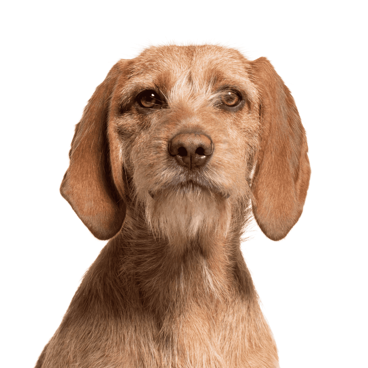 Basset Fauve de Bretagne photo 1