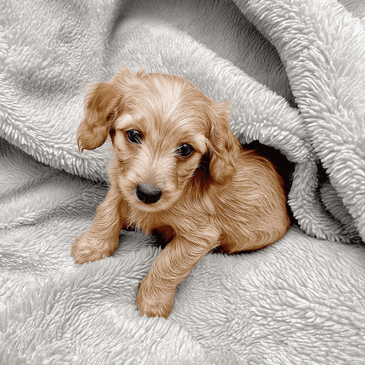 Basset Fauve de Bretagne Puppies