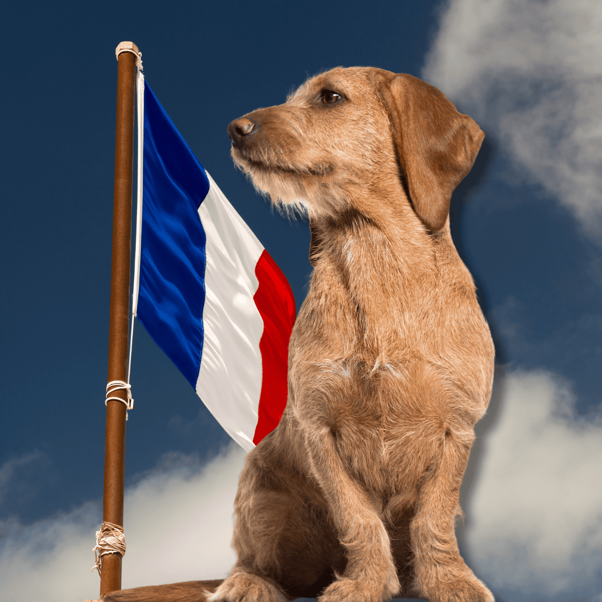 Basset Fauve de Bretagne The French Blood Runs Deep