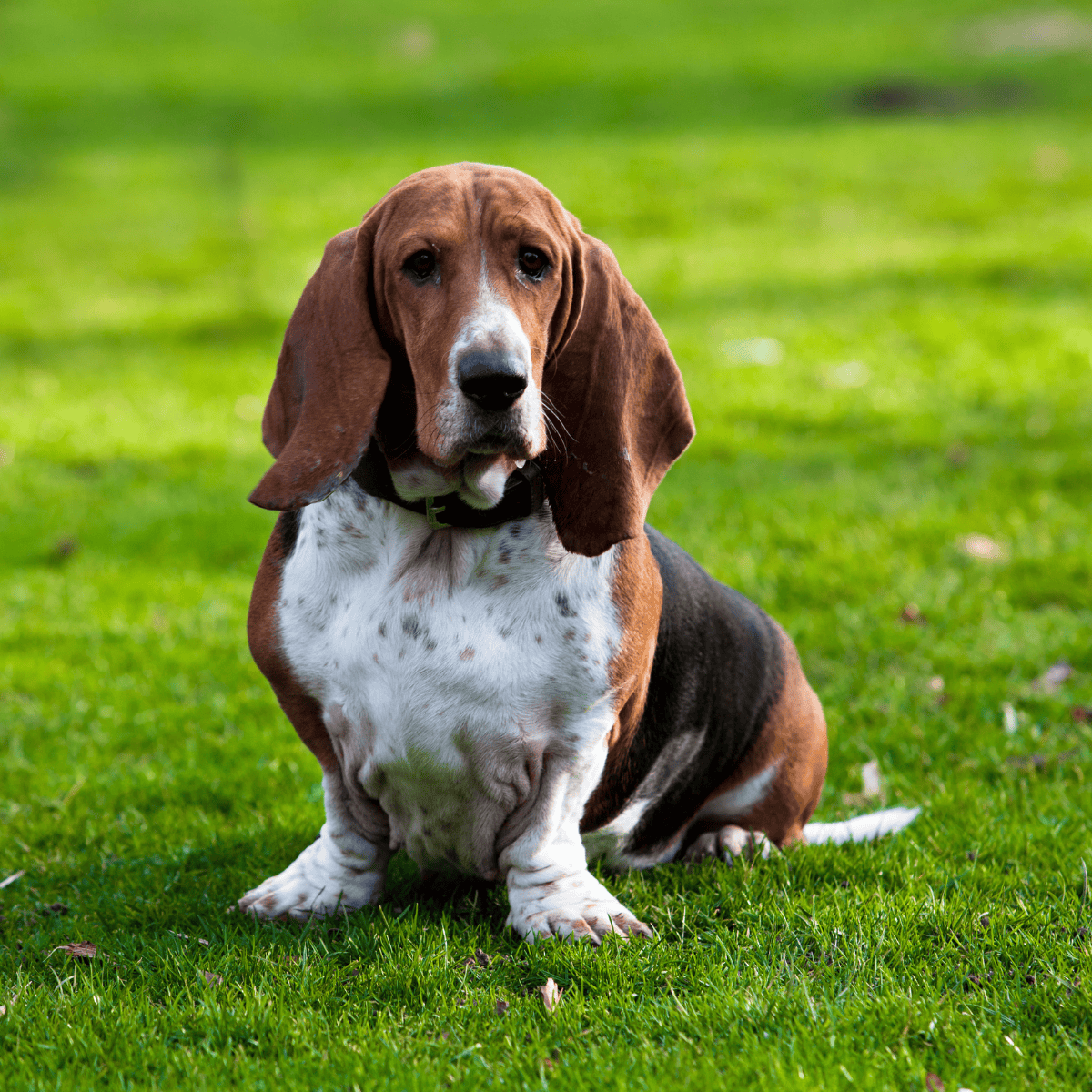 Basset Hound overview