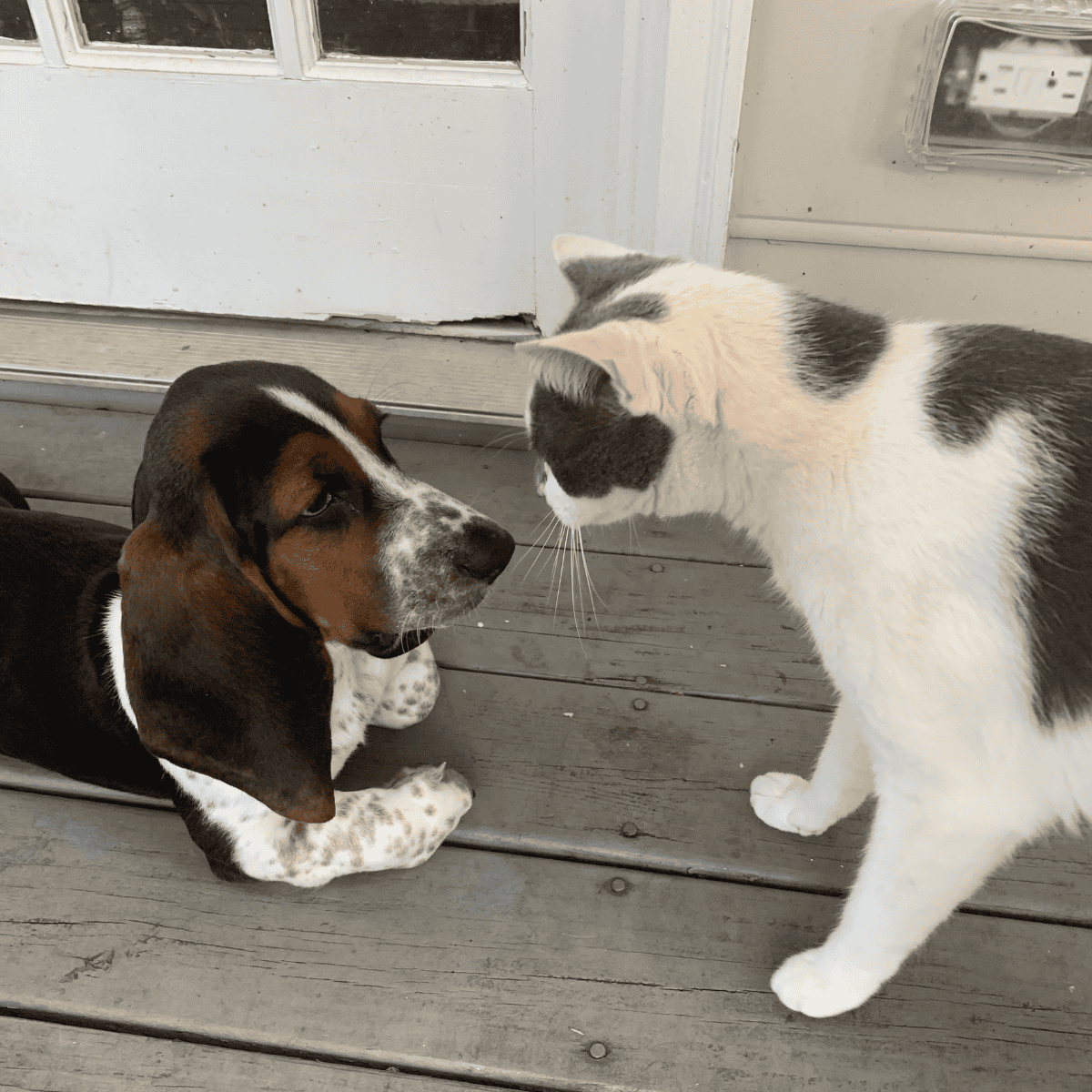 Playful dog and curious cat bonding on porch.